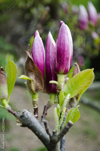 Blossoming magnolias in spring for inspiration and gift.
