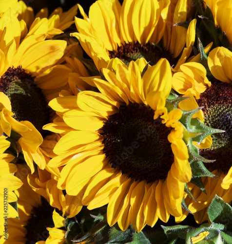 Fototapeta Naklejka Na Ścianę i Meble -  Perfect Sunflowers with Leafs