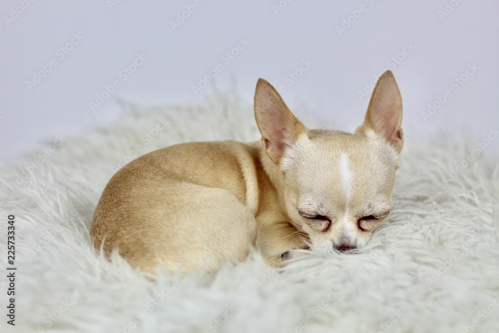 Chihuahua sleeping 