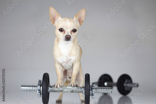 Chihuahua Gym