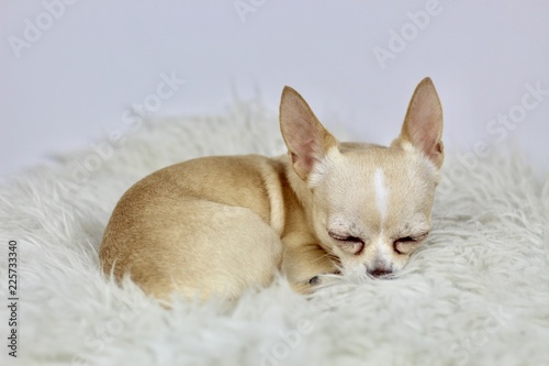 Chihuahua sleeping 