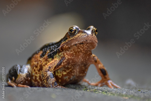 Brown frog macro close-up