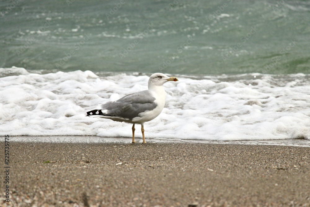 Foto session gulls on the Black Sea Foto session gulls on the Black Sea