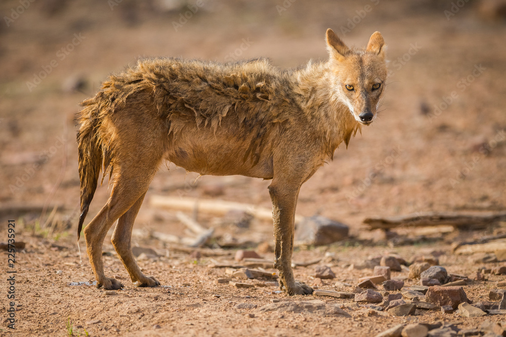 Indian Jackal, Canis aureus indicus calmly sitting and observing the behavior possible prey at ranthambore tiger reserve, india Indian Jackal, Canis aureus indicus calmly sitting and observing the behavior possible prey at ranthambore tiger reserve, india