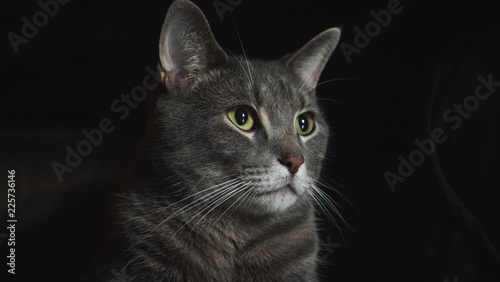 Grey Cat Closeup