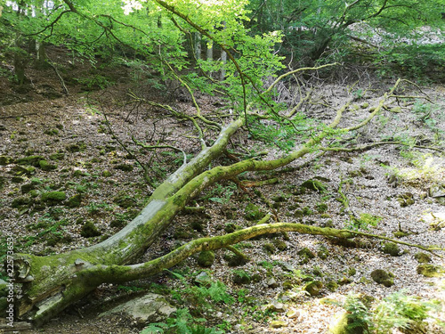 Fototapeta kuchenna tree fall forest