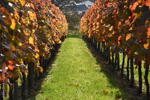 Weinbergblick