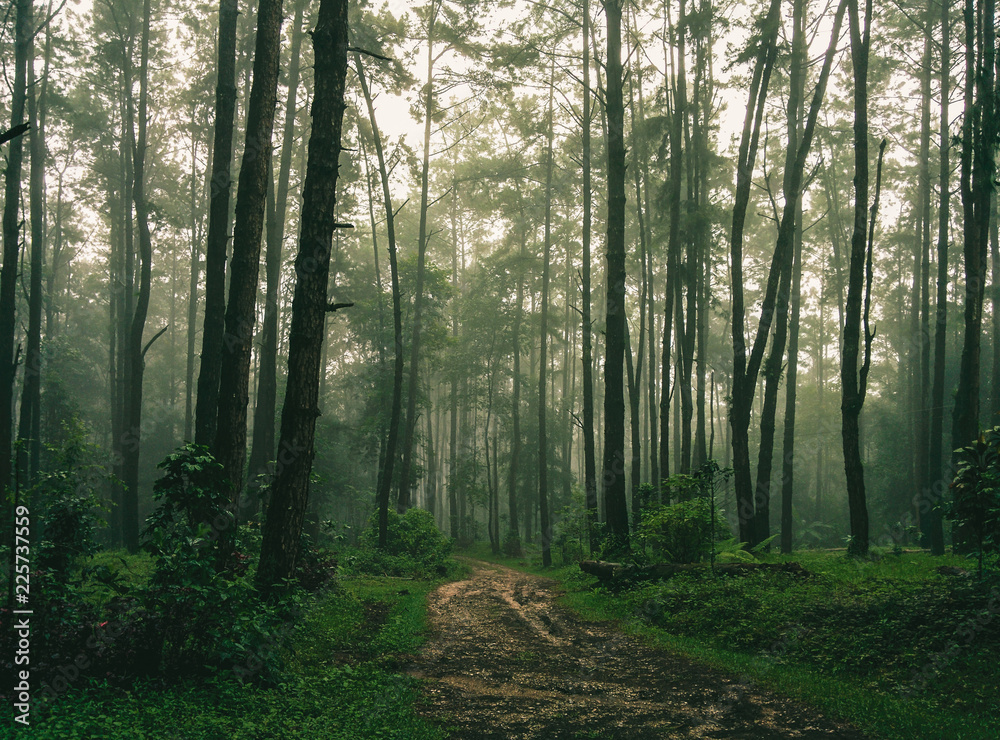 Obraz premium rano w lesie