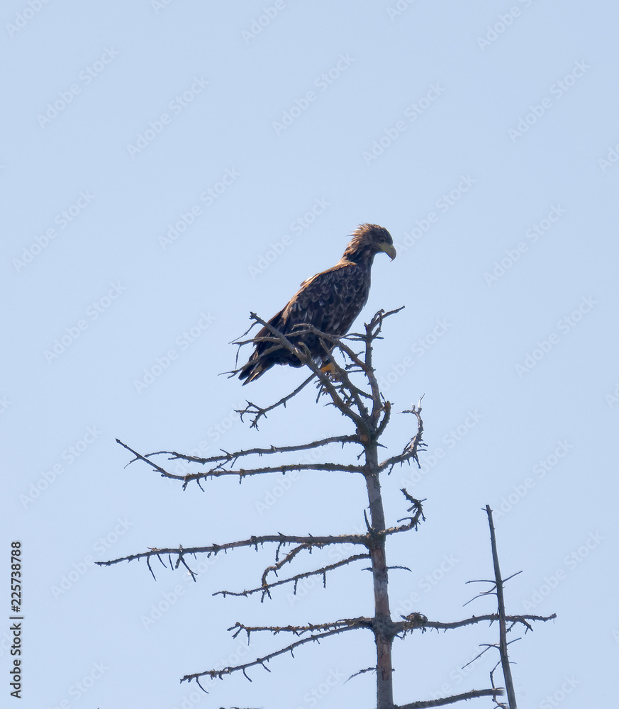 Sea eagle also called White-tailed eagle (latin: Haliaeetus albicilla) sitting in the top of a tree Sea eagle also called White-tailed eagle (latin: Haliaeetus albicilla) sitting in the top of a tree