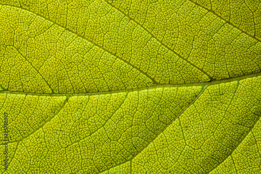 Obraz premium Tree leaf.