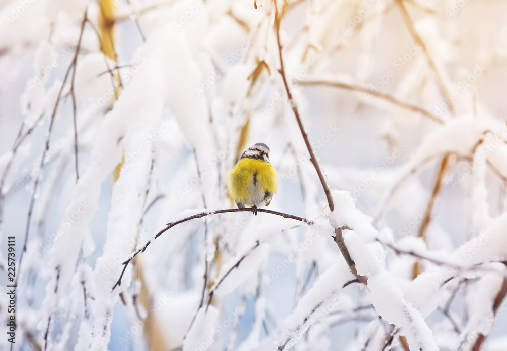 Fototapeta premium sweetie bird blue tit sits in the Christmas winter forest among the snowy branches