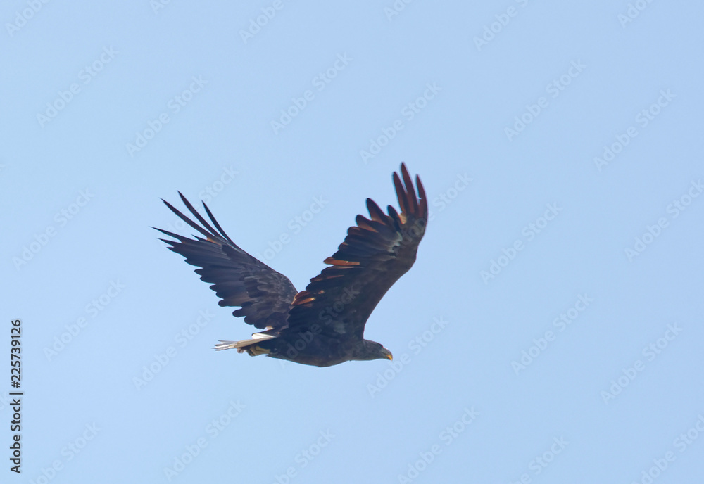 Obraz premium Imposing flying Sea eagle also called White-tailed eagle (latin: Haliaeetus albicilla). Blue sky in the background