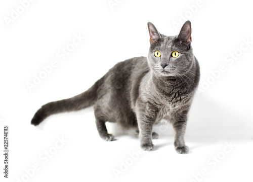 Grey cat with yellow eyes isolated on white background © Tanya