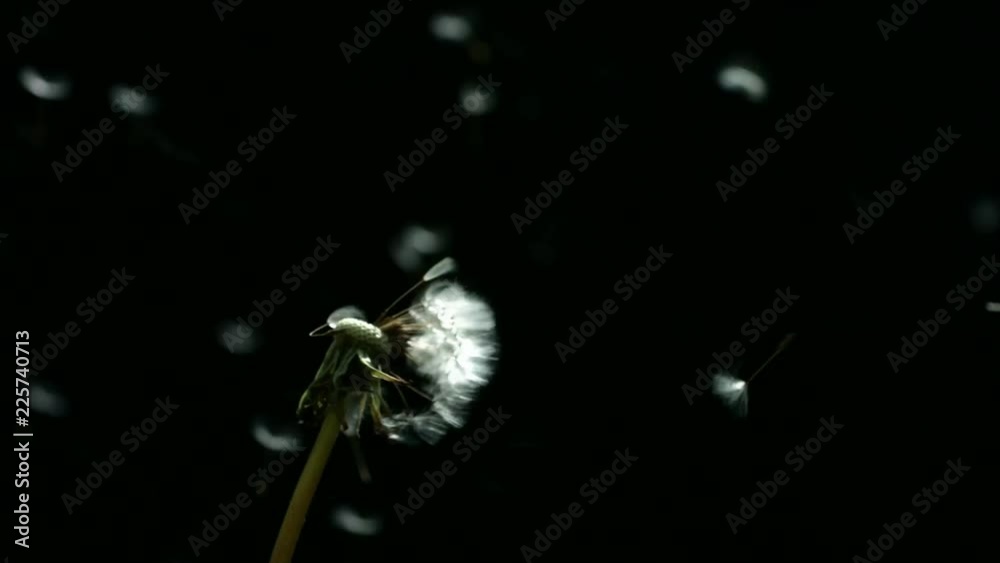 Loop of Dandelion blowing, slow motion