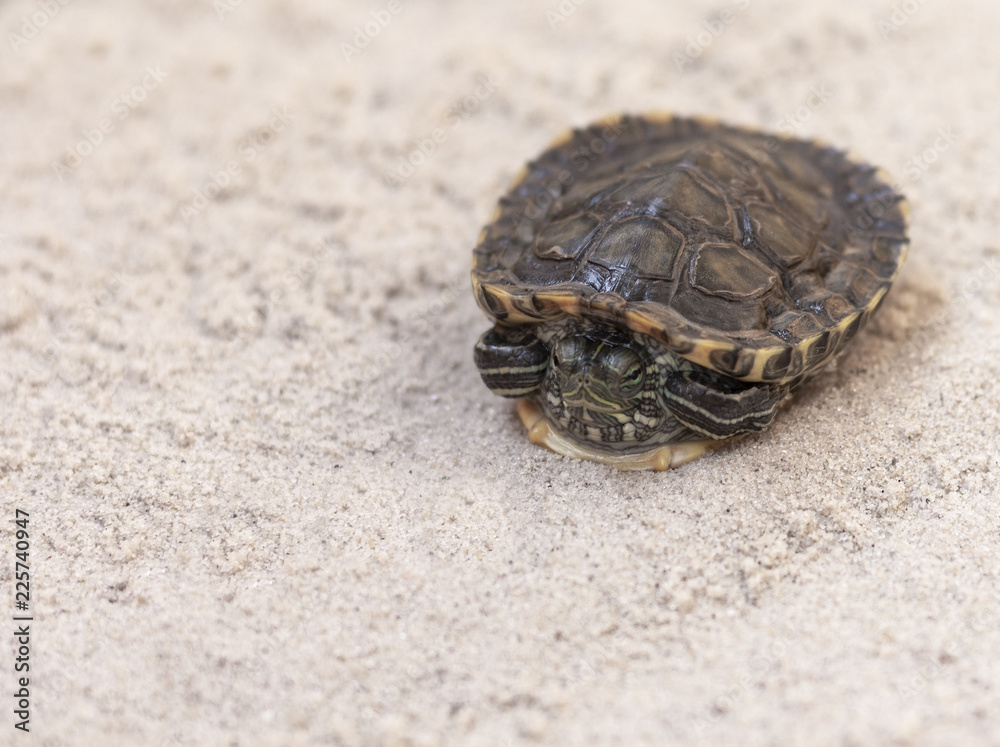 Common Slider, also known as Cumberland Slider Turtle, Redeared Slider Turtle, Slider