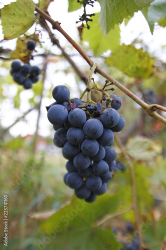 Blaue Trauben mit Blättern, an einem Rebstock, im Herbst, ranken an einem Spalier