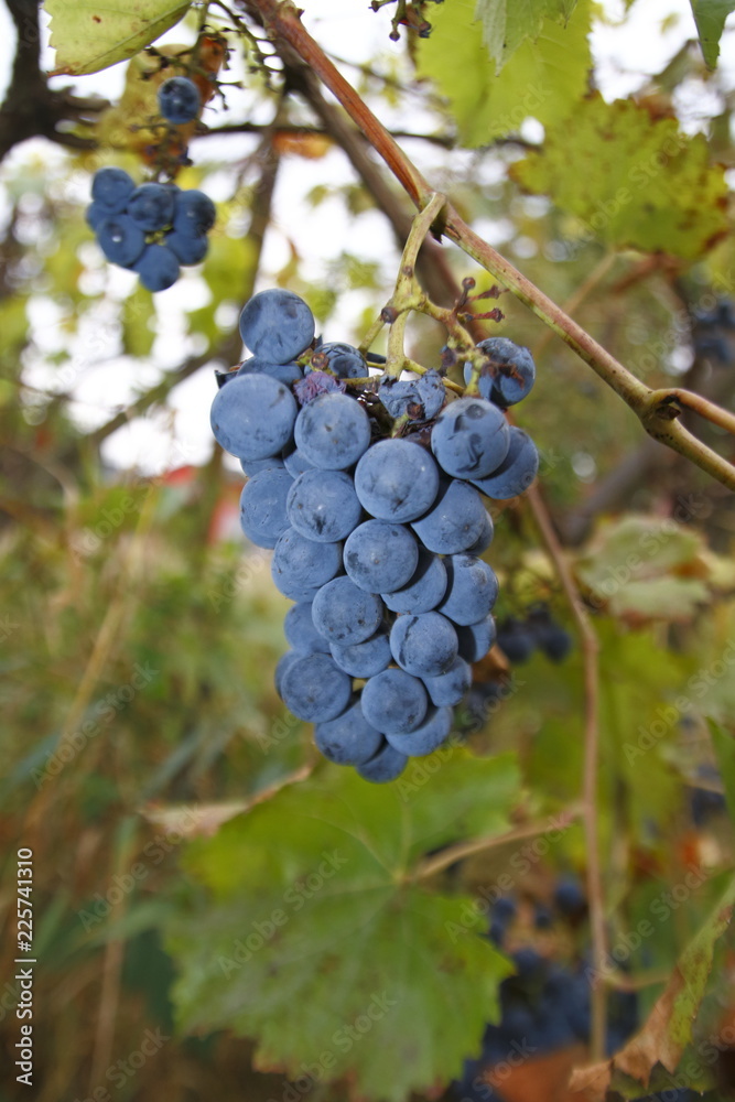 Blaue Trauben mit Blättern, an einem Rebstock, im Herbst, ranken an einem Spalier