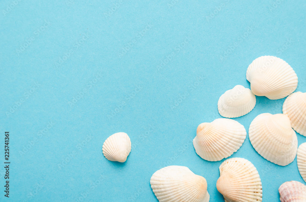 Close-up of seashells in the right-down corner of a light-blue background