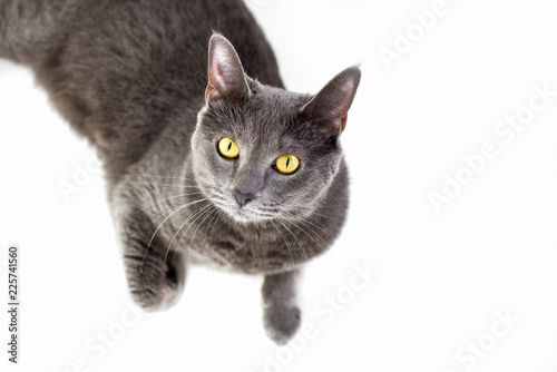 Grey cat with yellow eyes isolated on white background