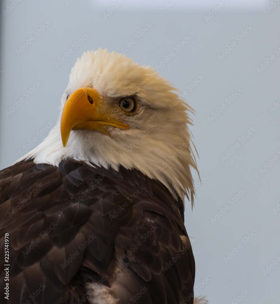 Obraz premium Proud Eagle