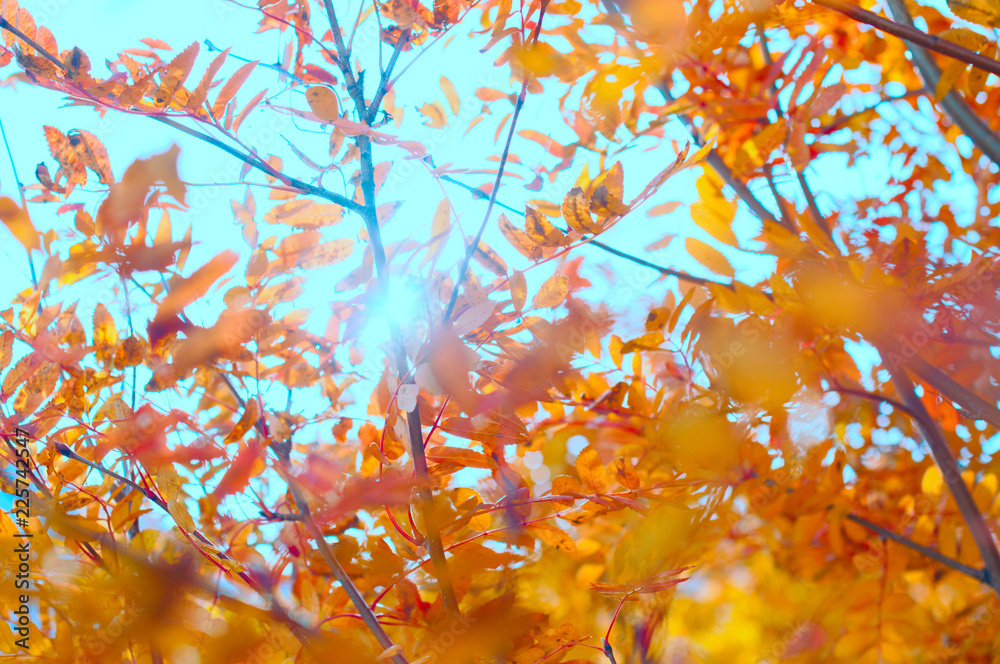 autumn yellow and red leaves, design for a calendar, leaf fall or autumn background
