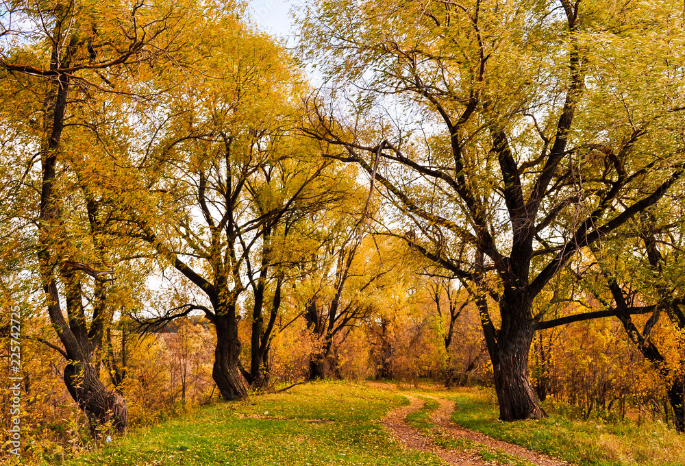 Autumn landscape, calendar design, leaf fall or autumn background
