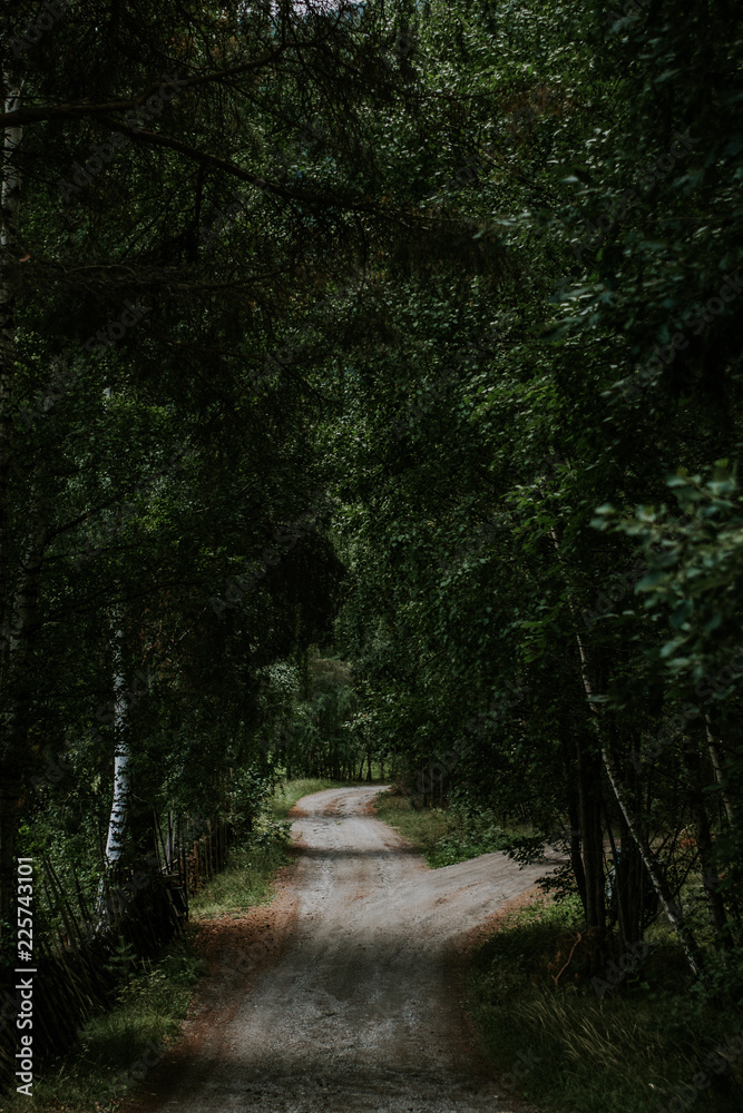 Obraz premium Enchanted wood