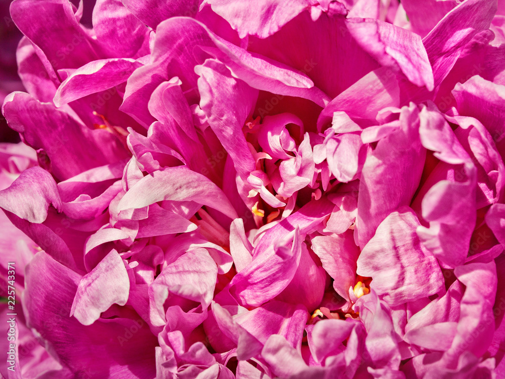 Petals of a pink peony flower close up in summer in sunny weather Petals of a pink peony flower close up in summer in sunny weather