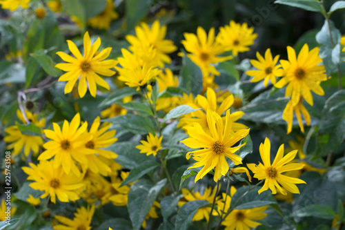 Clump of yellow heliopsis flowers