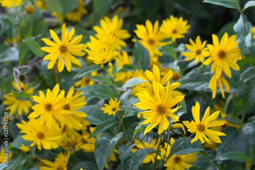 Fototapeta Naklejka Na Ścianę i Meble -  Clump of yellow heliopsis flowers
