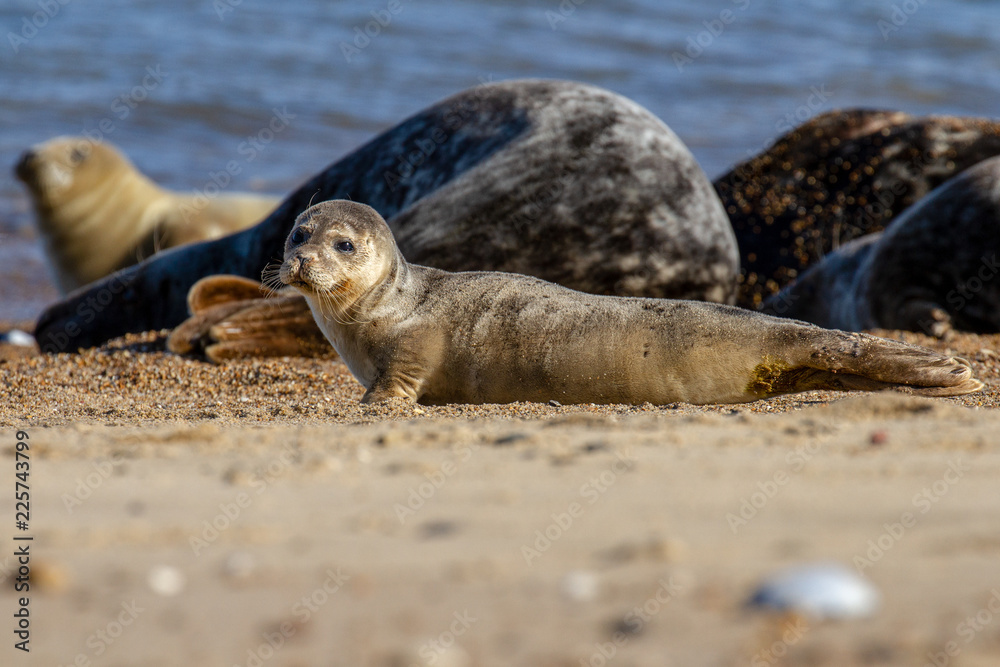 Fototapeta premium Seals at the Seal Colony on the beach at Horsey, Norfolk