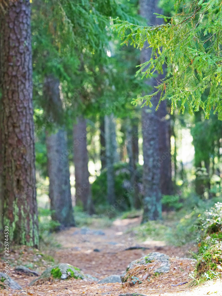 Spruce forest. Pathway among old coniferous trees in forest. Karelia, Russia. Boulders, tree roots Spruce forest. Pathway among old coniferous trees in forest. Karelia, Russia. Boulders, tree roots