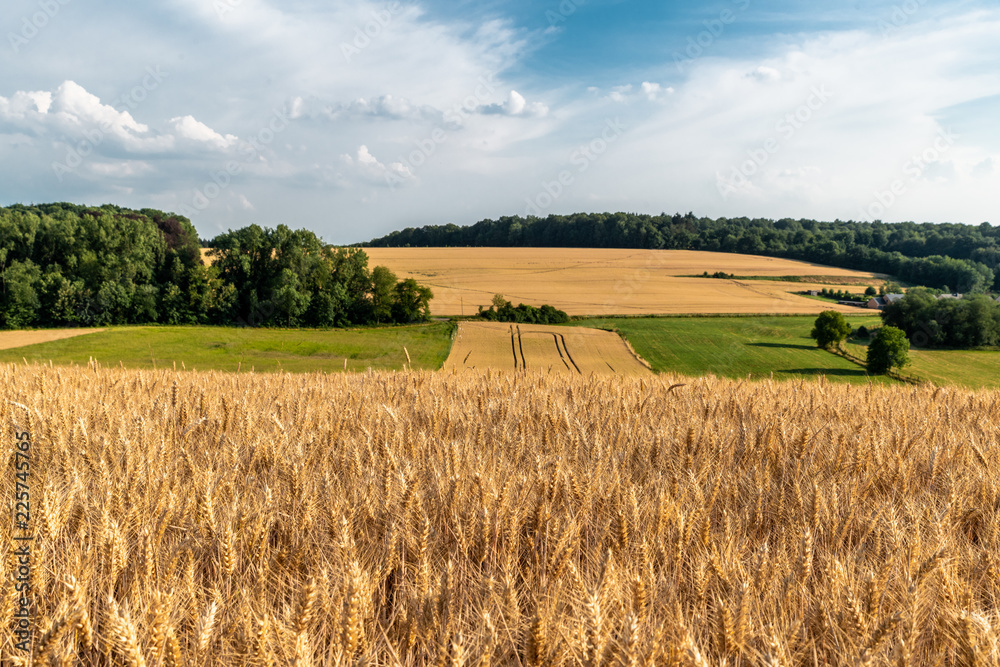 A Belgian Farmland in the summer time with blue cloudy sky and surrounding trees A Belgian Farmland in the summer time with blue cloudy sky and surrounding trees