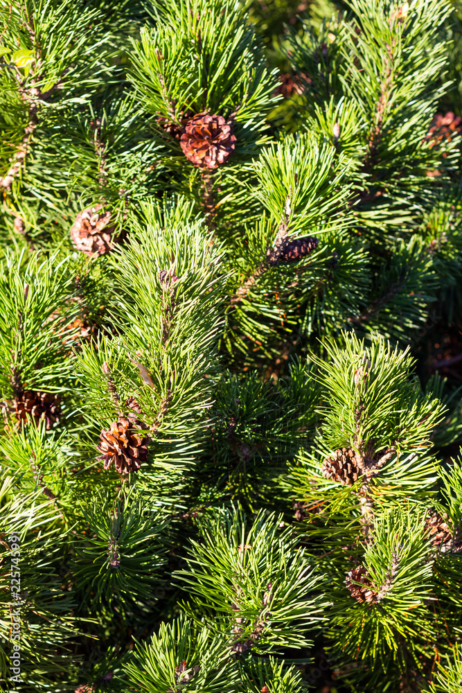 sunny background of green fir tree or pine branches