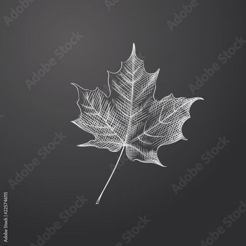 Hand Drawn Maple Leaf Sketch Symbol isolated on chalkboard. Vector Autumn Element In Trendy Style