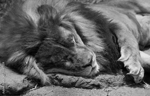 Lion Sleeping on Warm Rock in Black and White © LESLIE