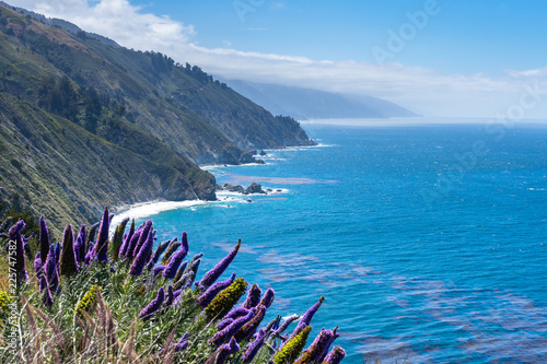 Purple Flowers by Ocean