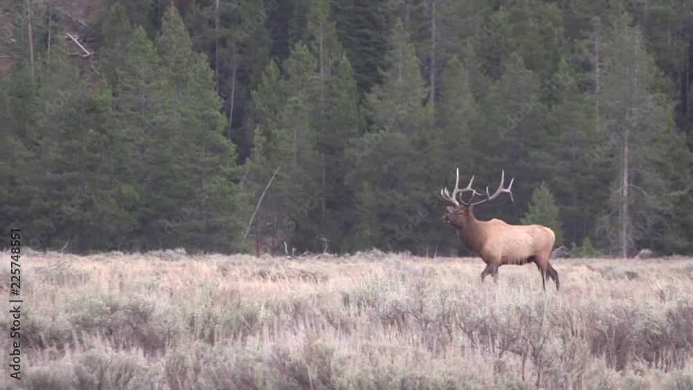 Bull Elk During the fall Rut