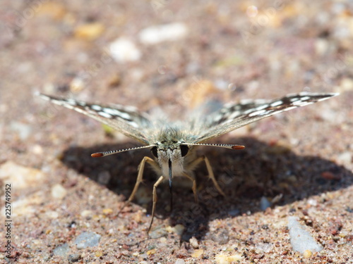 colored moth butterfly photo