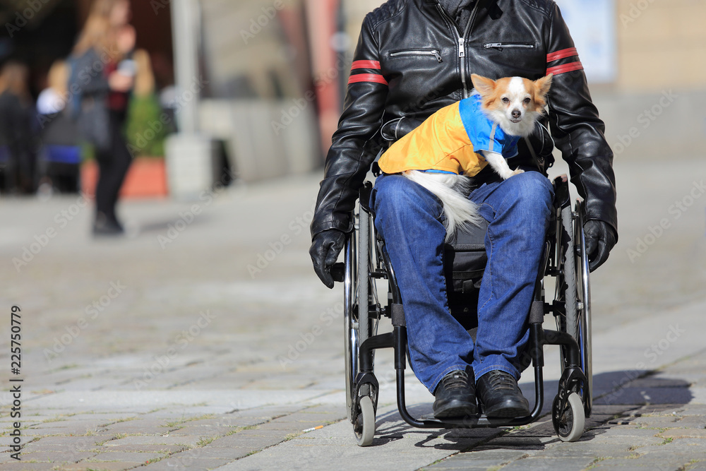 Pies na kolanach mężczyzny jadącego na wózku inwalidzkim. - obrazy, fototapety, plakaty 