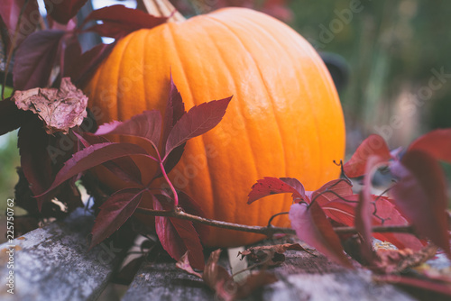Pumpkin as a symbol of autumn.