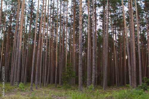 pinery background. natural wooden resource bakcgorund.