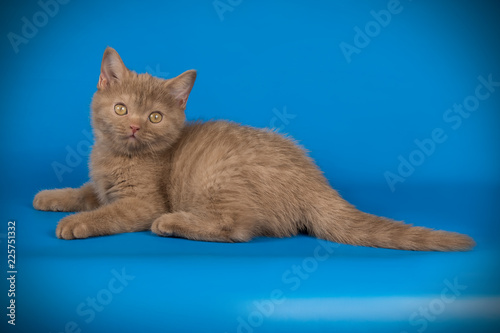 Scottish straight shorthair cat on colored backgrounds © Aleksand Volchanskiy