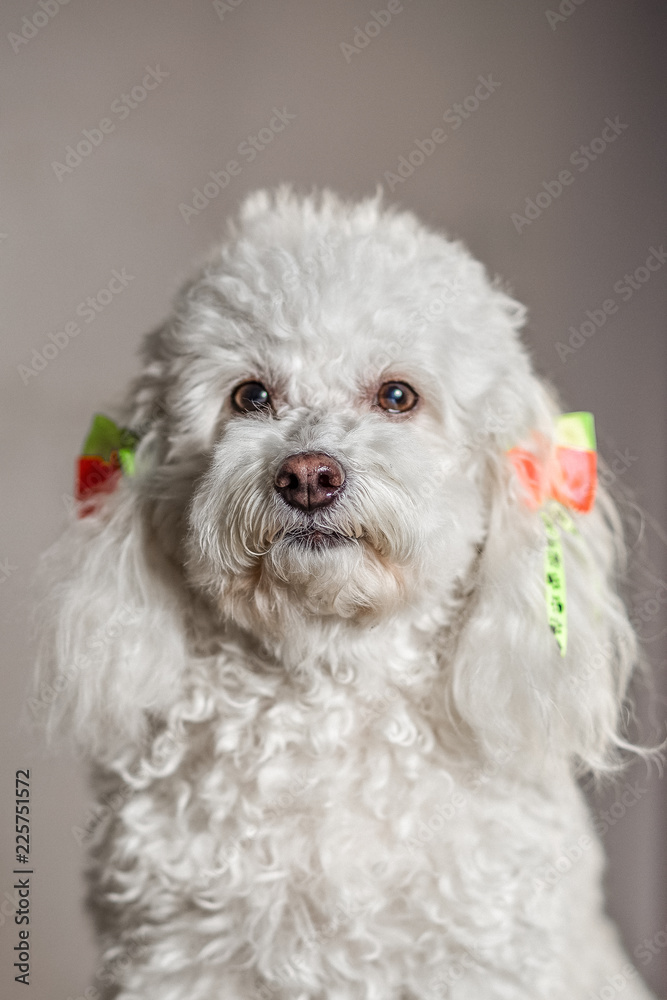 White dog in a grey background looking at the camera with yellow and orange ties on her ears and curly white hair White dog in a grey background looking at the camera with yellow and orange ties on her ears and curly white hair