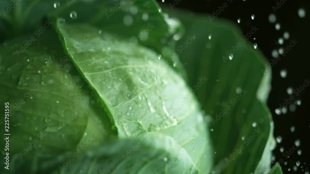 Loop of Water droplets on broccoli. Shot with high speed camera, phantom flex 4K. Slow Motion. Loop 2 of 2. Loop of Water droplets on broccoli. Shot with high speed camera, phantom flex 4K. Slow Motion. Loop 2 of 2.