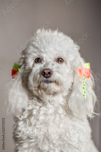 White dog in a grey background looking at the camera with yellow and orange ties on her ears and curly white hair