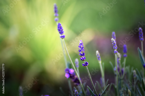 Fototapeta Naklejka Na Ścianę i Meble -  purple lavender flowers