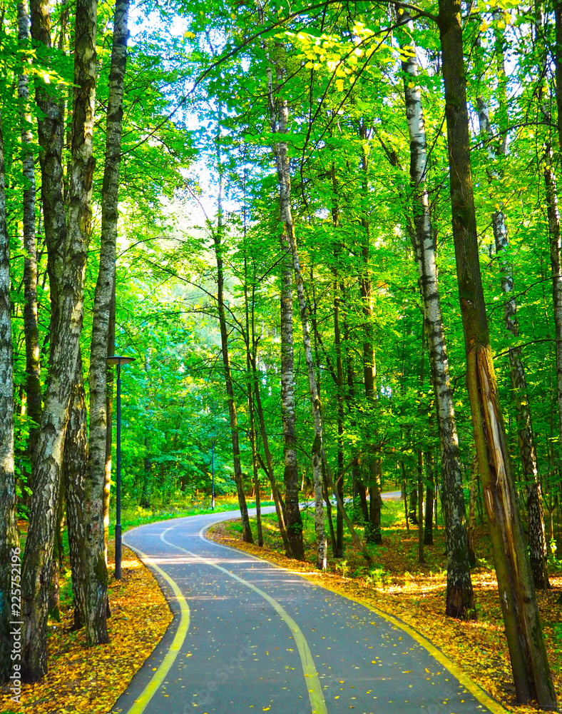 Fototapeta premium Winding road in a beautiful autumn forest.