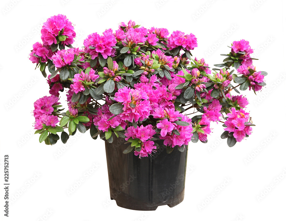 Rhododendron rose en pot