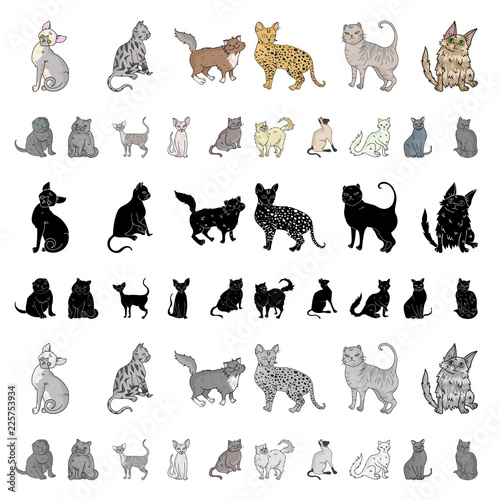 Breeds of cats cartoon icons in set collection for design. Pet cat vector symbol stock web illustration.
